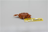 藏品(絨毛近方蟹)的圖片